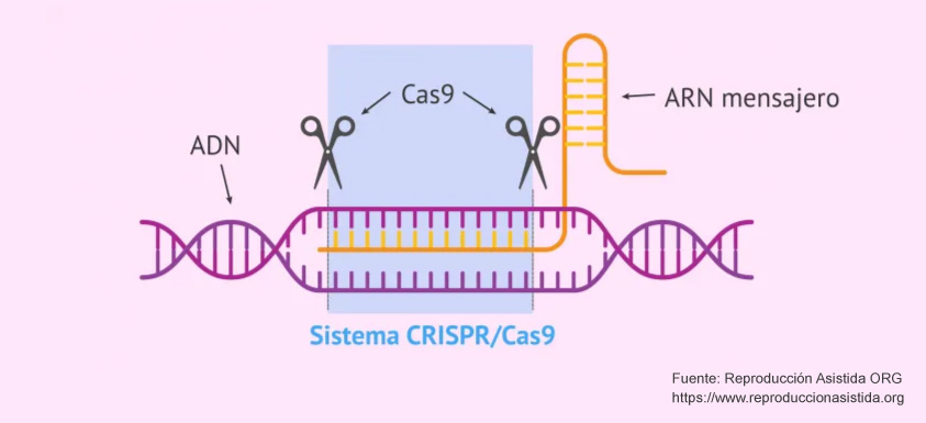 Avances de la técnica «Crispr»